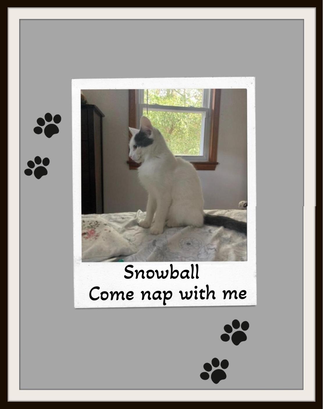 Enlarge Cutie & Snowball - Gentle hearts waiting to bloom., a ADOPTABLE Domestic Short Hair in Winston Salem, NC image 5/5