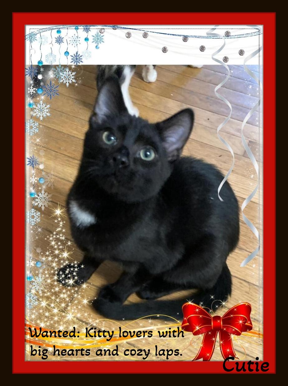 Enlarge Cutie & Snowball - Gentle hearts waiting to bloom., a ADOPTABLE Domestic Short Hair in Winston Salem, NC image 4/5