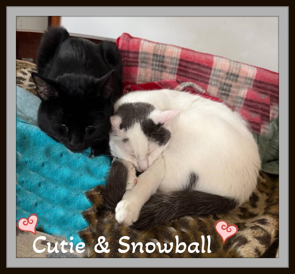 Enlarge Cutie & Snowball - Gentle hearts waiting to bloom., a ADOPTABLE Domestic Short Hair in Winston Salem, NC image 1/5