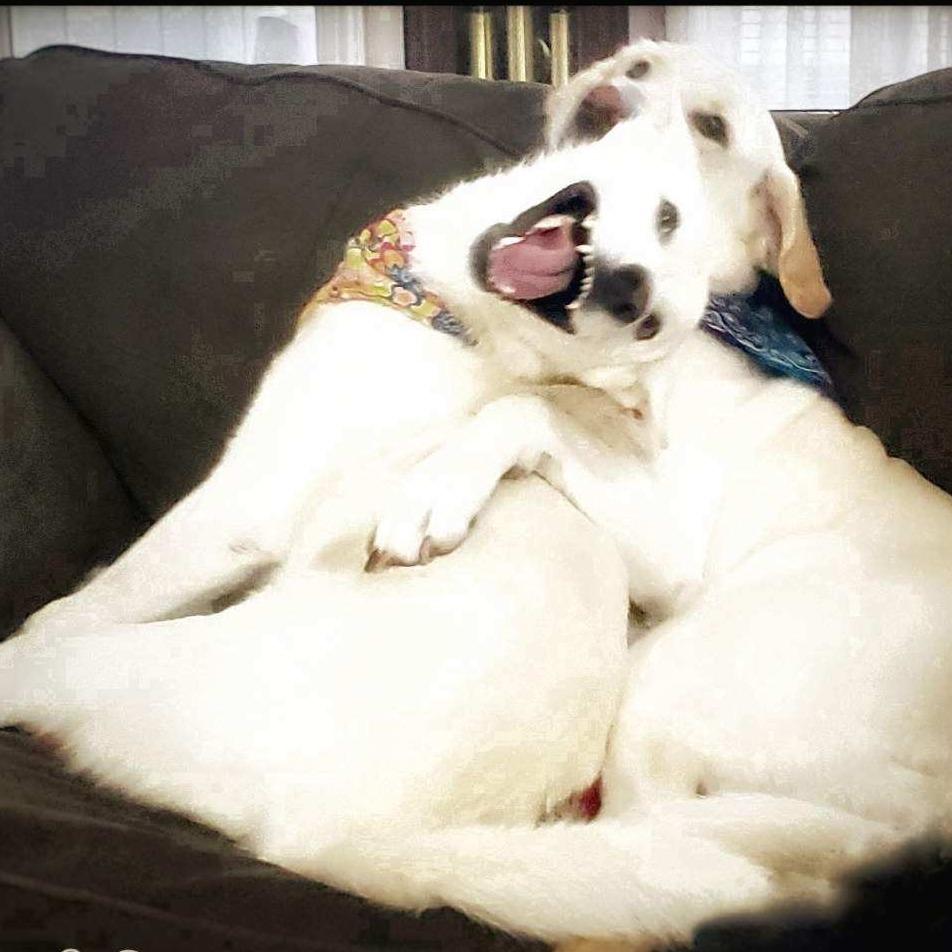 Blancita, Adoptable, Adult Female Shepherd & Husky.