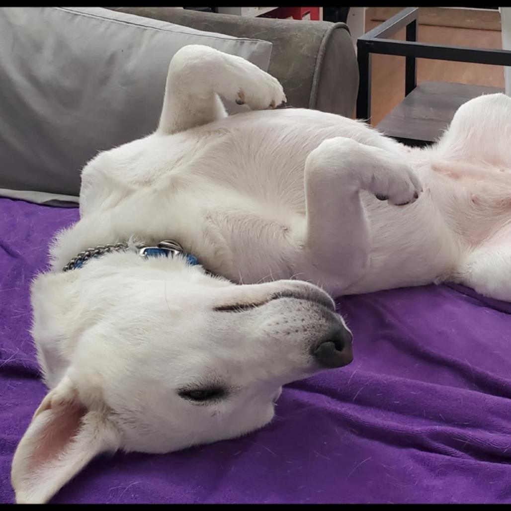 Enlarge Blancita, a Adoptable mixed breed in San Antonio, TX image 2/5