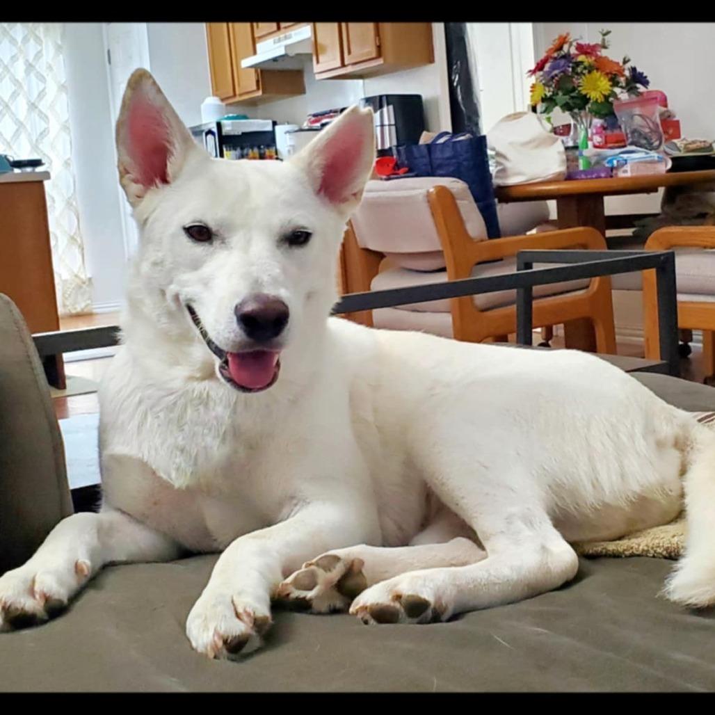 Enlarge Blancita, a Adoptable mixed breed in San Antonio, TX image 4/5