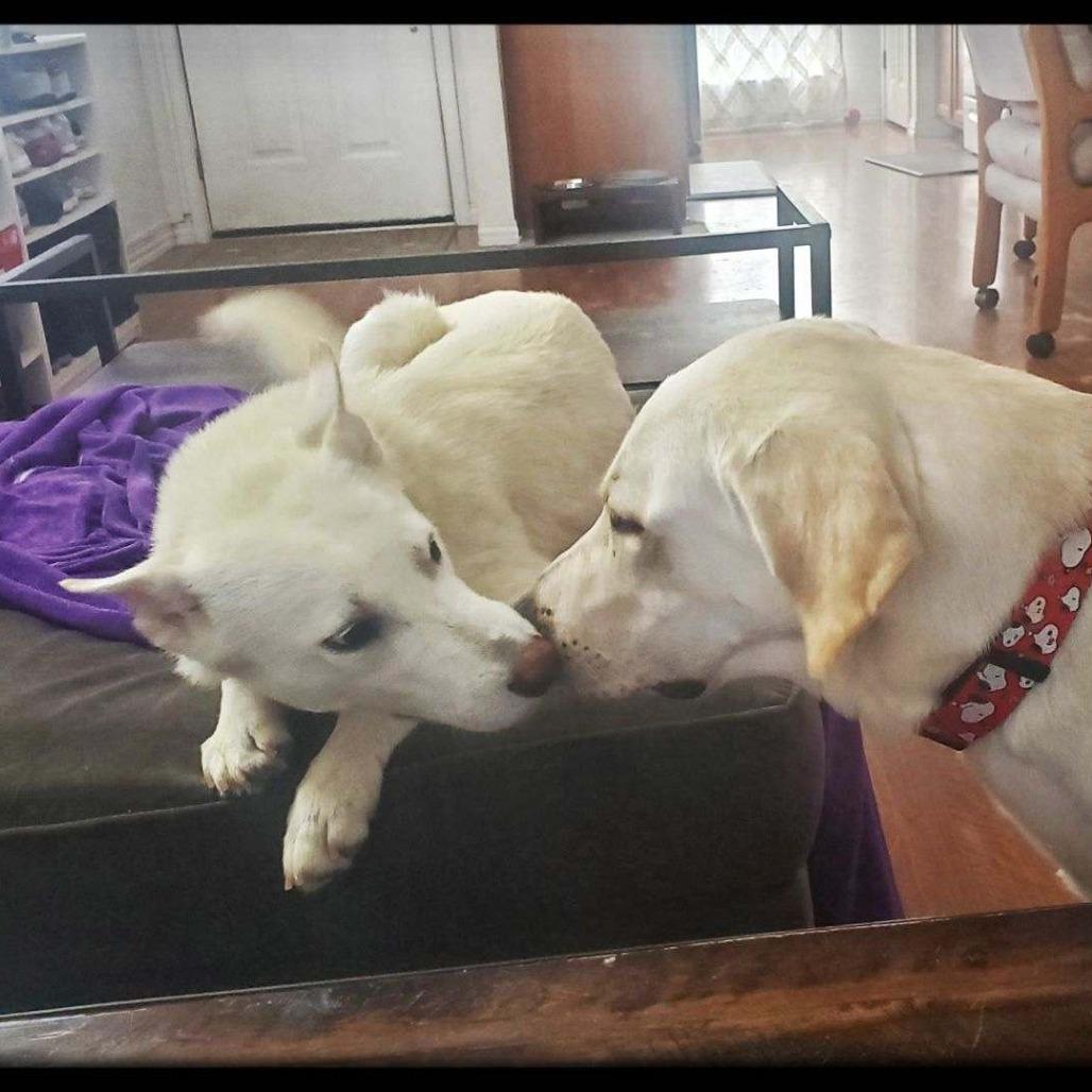 Enlarge Blancita, a Adoptable mixed breed in San Antonio, TX image 5/5