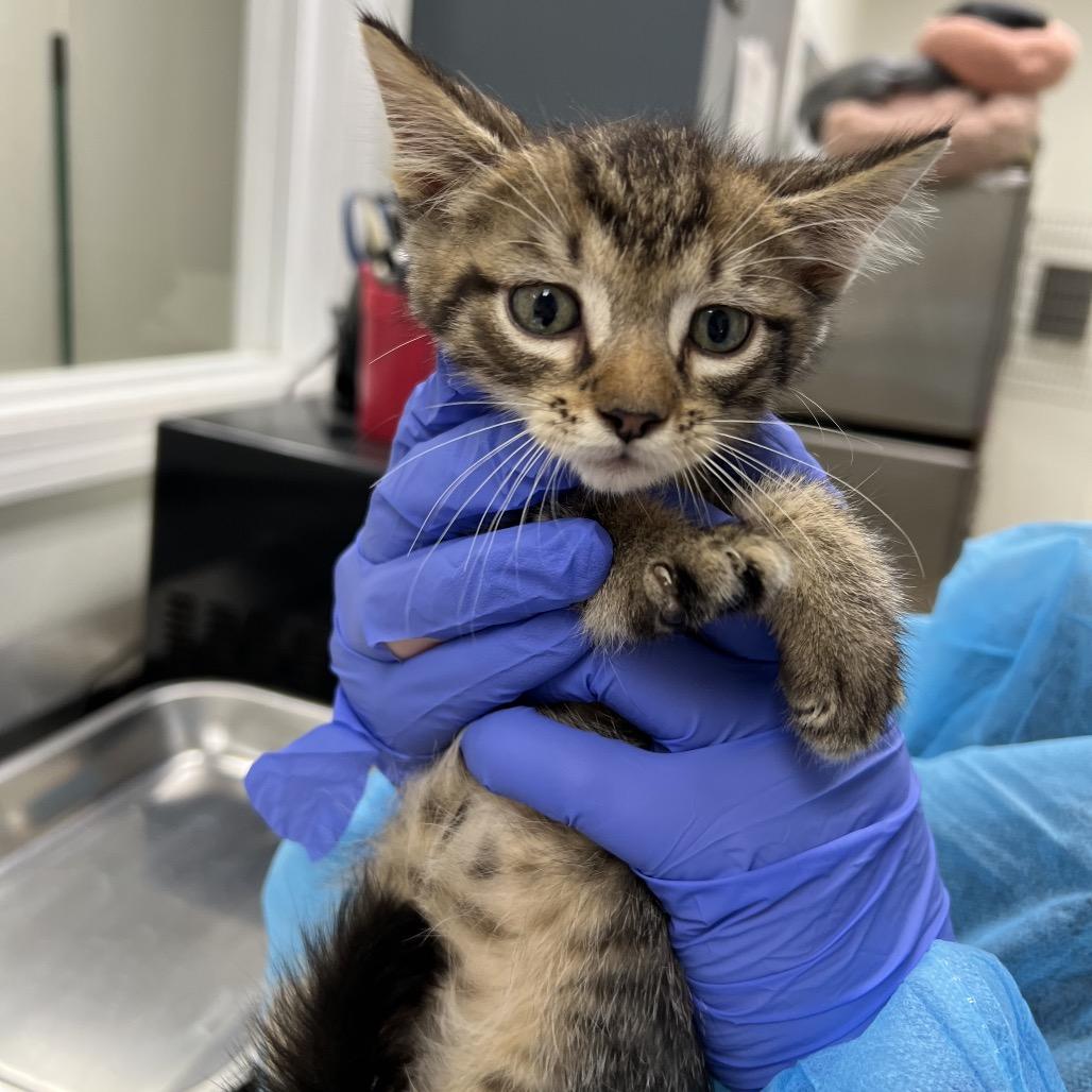 Kitty Kitty Meow Meow, Adoptable, Kitten Male Domestic Short Hair.