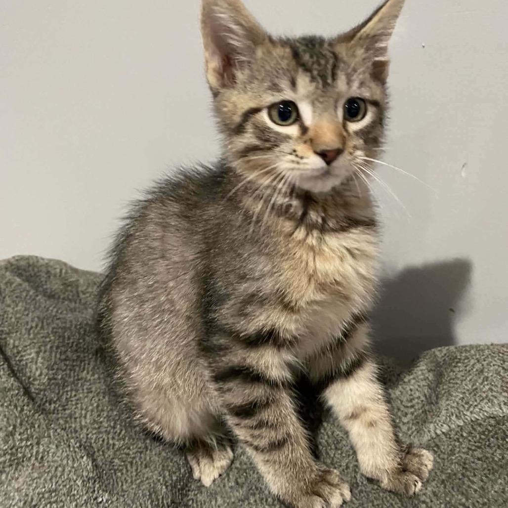 Enlarge Kitty Kitty Meow Meow, a Adoptable Domestic Short Hair in Pekin, IL image 2/3
