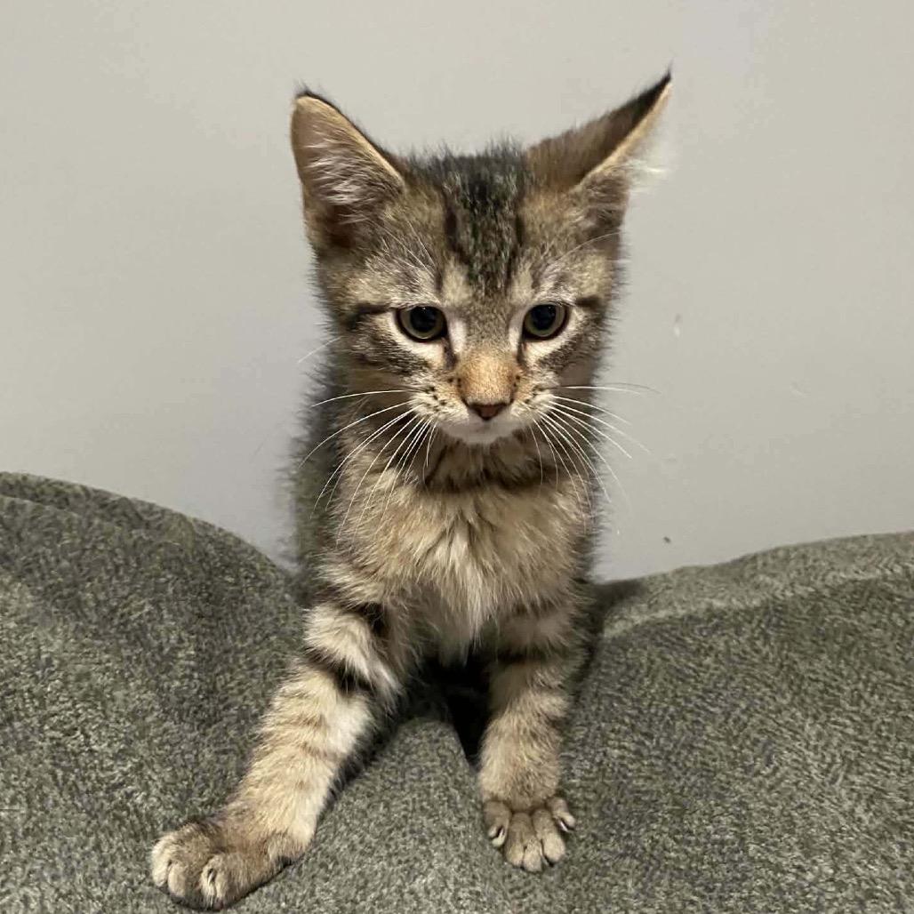 Enlarge Kitty Kitty Meow Meow, a Adoptable Domestic Short Hair in Pekin, IL image 3/3