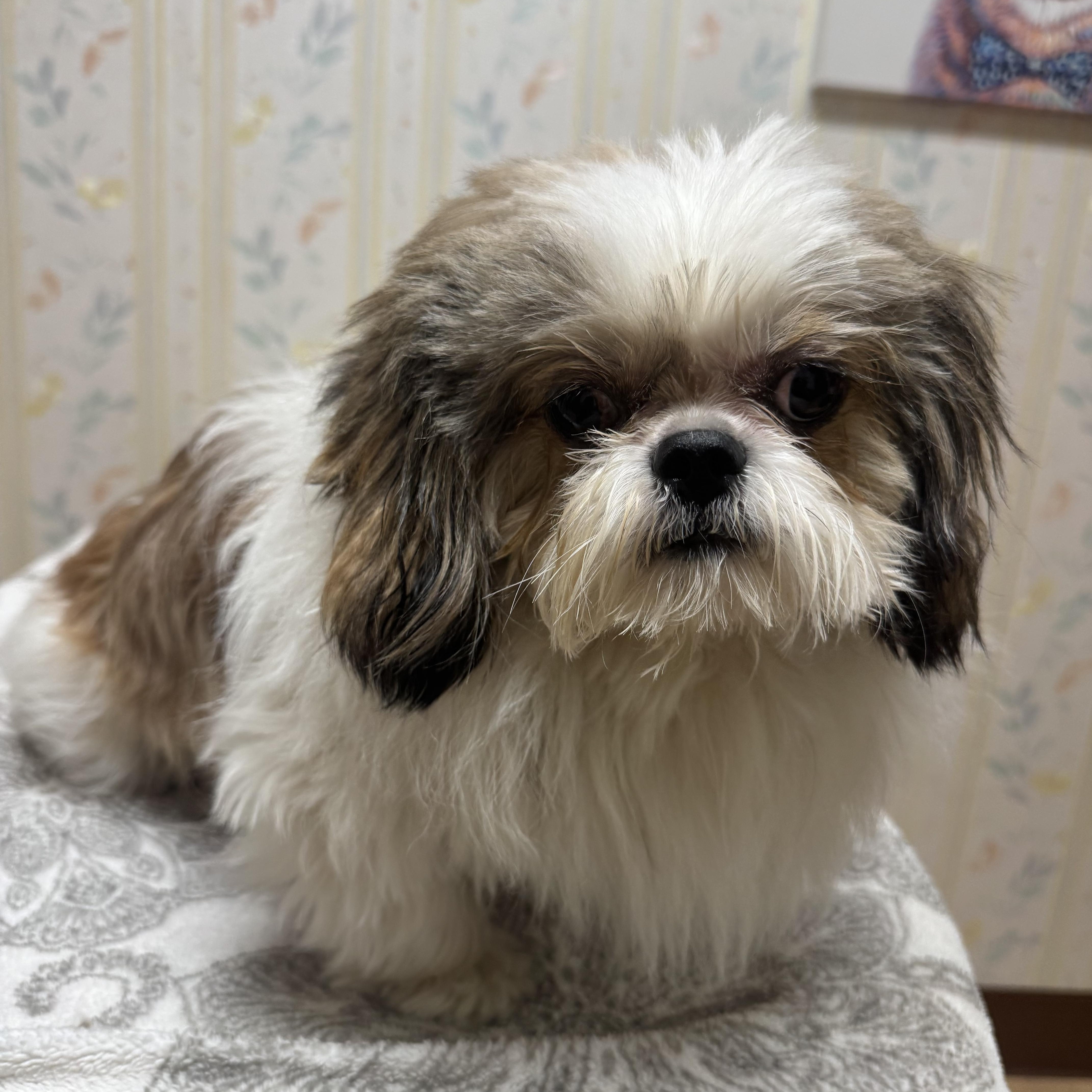 Enlarge Toby, a Adopted Shih Tzu in San Jose, CA image 2/2