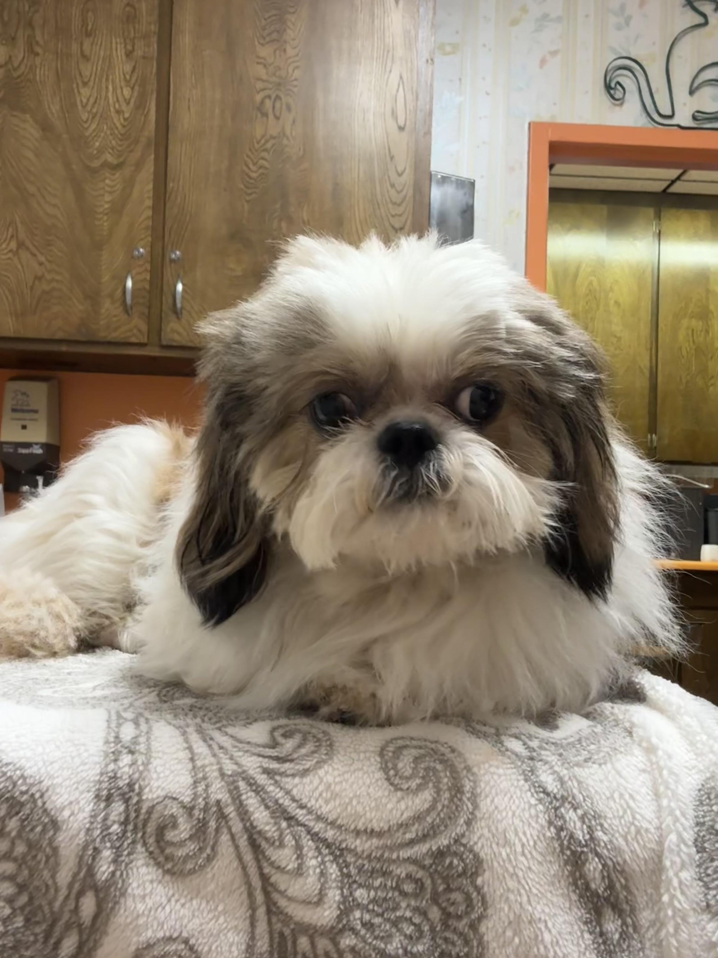 Toby, Adopted, Young Male Shih Tzu.