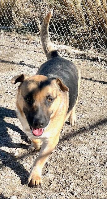 Enlarge Snoopy, a Adoptable mixed breed in San Luis, CO image 1/5