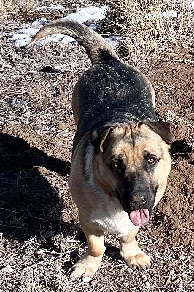 Enlarge Snoopy, a Adoptable mixed breed in San Luis, CO image 3/5