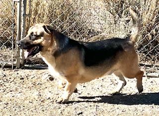 Enlarge Snoopy, a Adoptable mixed breed in San Luis, CO image 2/5