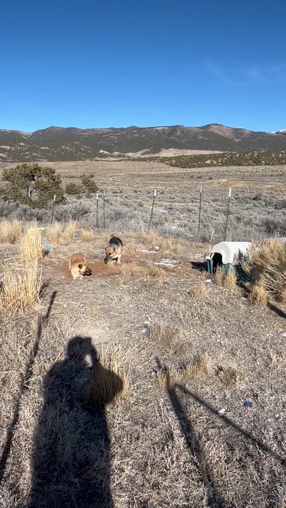 Enlarge Snoopy, a Adoptable mixed breed in San Luis, CO video 5/5