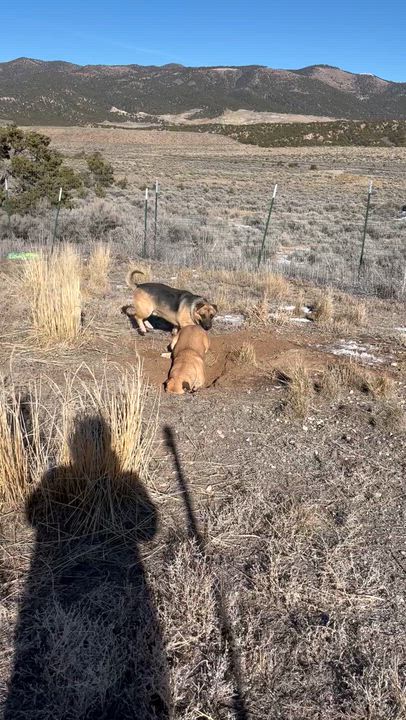 Enlarge Snoopy, a Adoptable mixed breed in San Luis, CO video 4/5