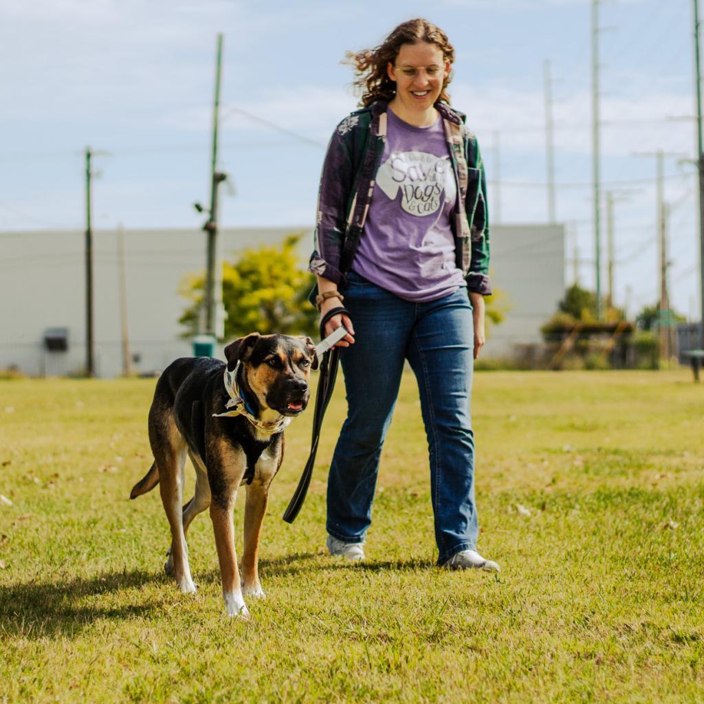 Enlarge Ace, a Adoptable mixed breed in Evansville, IN image 1/6