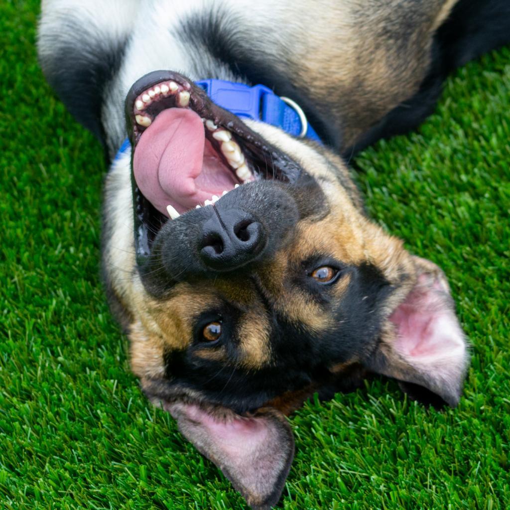 Ace, a Adoptable mixed breed in Evansville, IN image 2/6