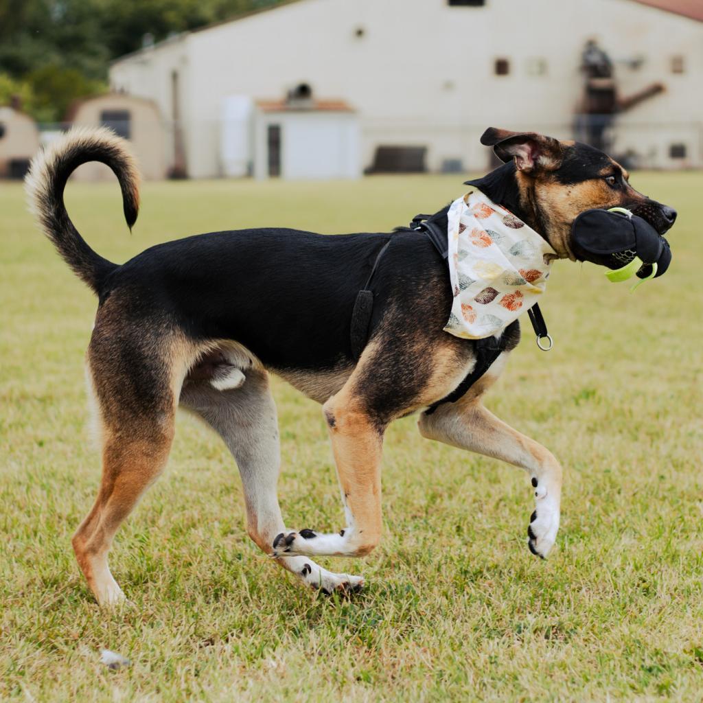 Enlarge Ace, a Adoptable mixed breed in Evansville, IN image 2/6