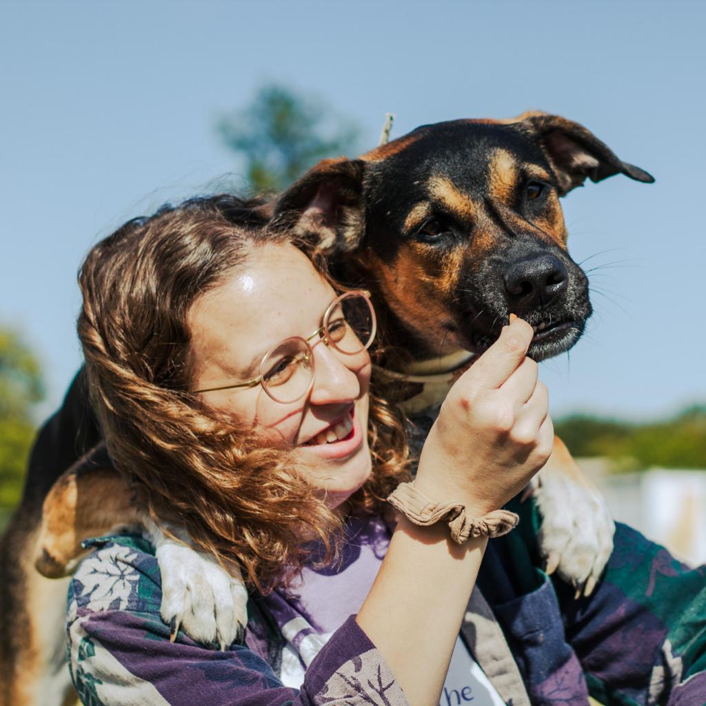 Enlarge Ace, a Adoptable mixed breed in Evansville, IN image 3/6