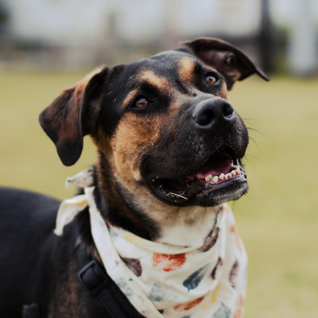 Enlarge Ace, a Adoptable mixed breed in Evansville, IN image 5/6