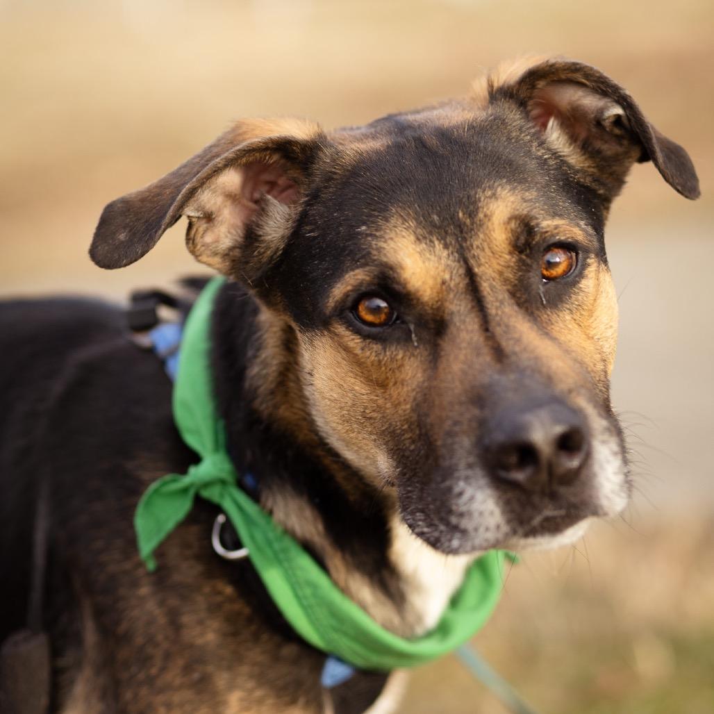 Enlarge Ace, a Adoptable mixed breed in Evansville, IN image 6/6