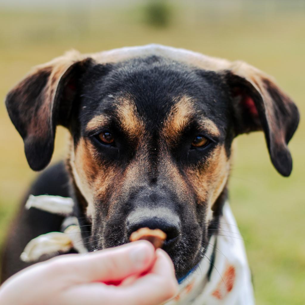 Ace, a Adoptable mixed breed in Evansville, IN image 6/6