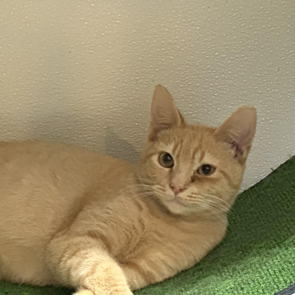 Jezebel, Adoptable, Young Male Domestic Short Hair.