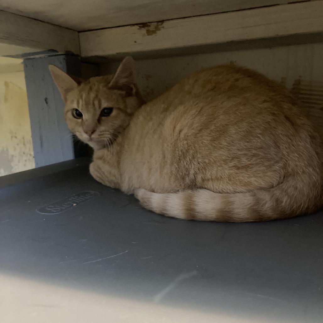 Jezebel, Adoptable, Young Male Domestic Short Hair.