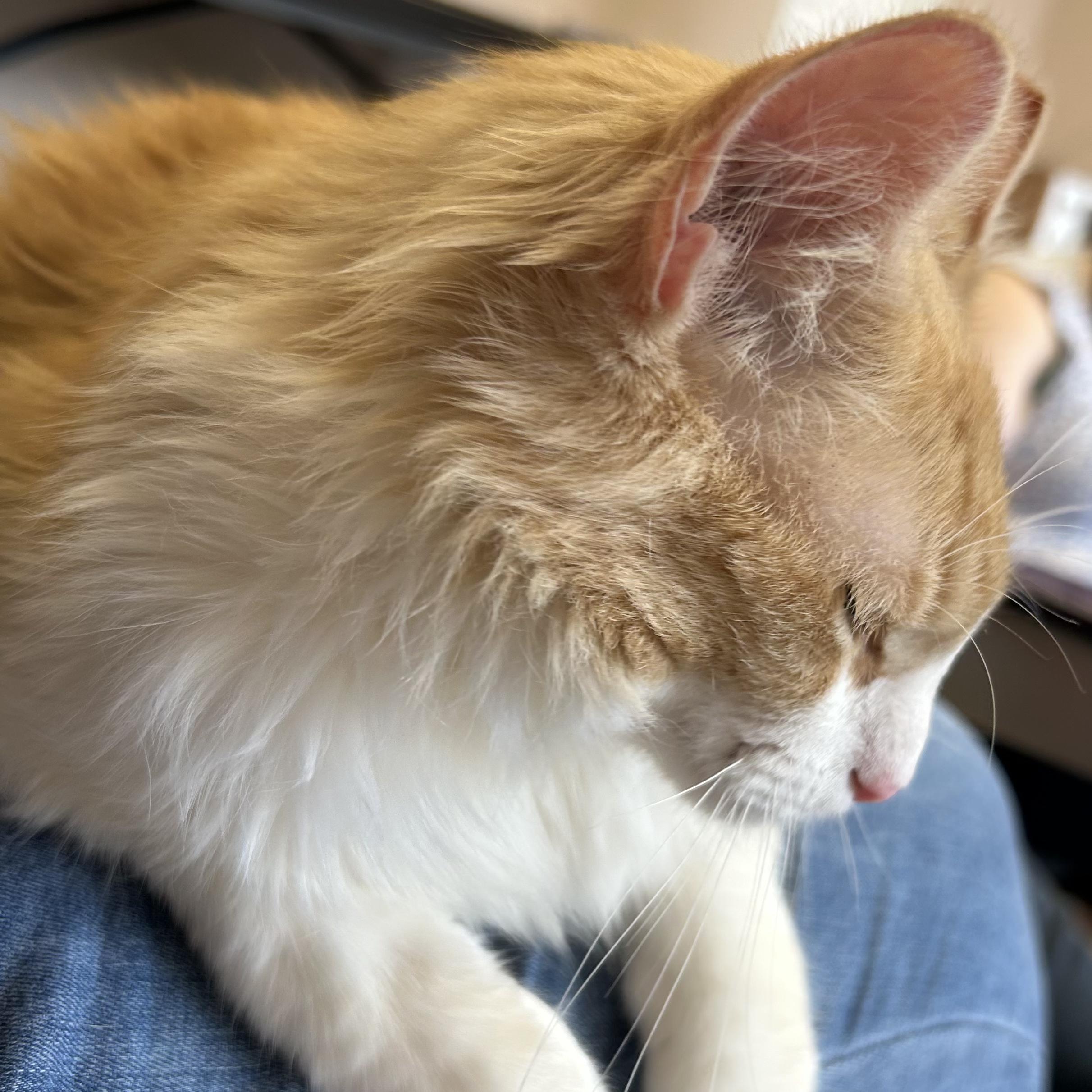 Elliott