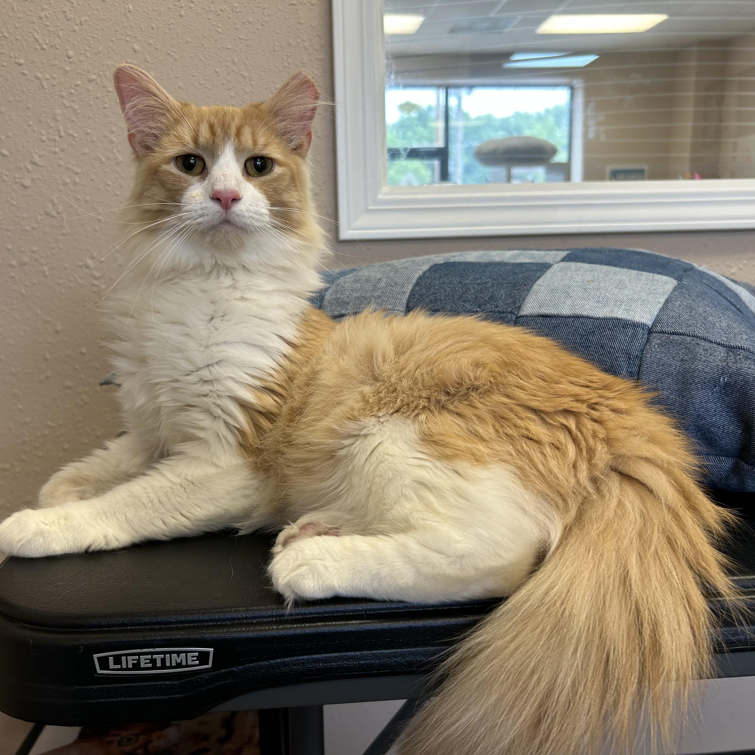 Elliott