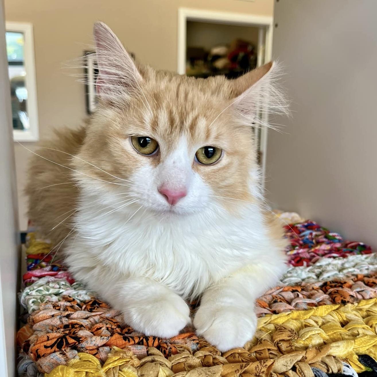 Elliott