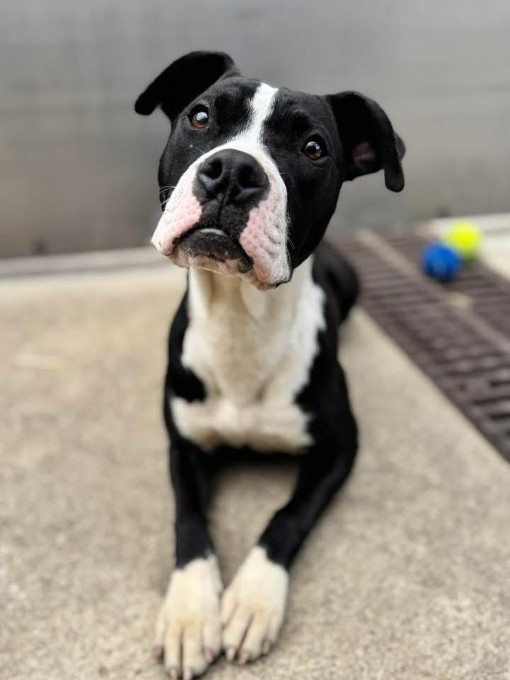 Enlarge Dilly, an adopted Pit Bull Terrier in Chicago, IL image 2/5