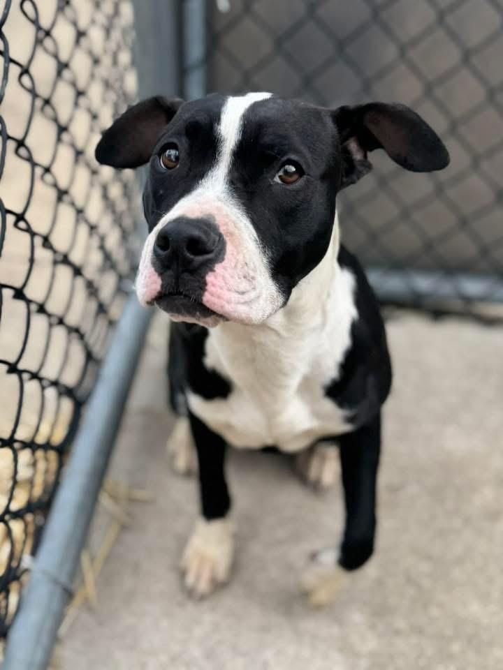 Enlarge Dilly, an adopted Pit Bull Terrier in Chicago, IL image 4/5