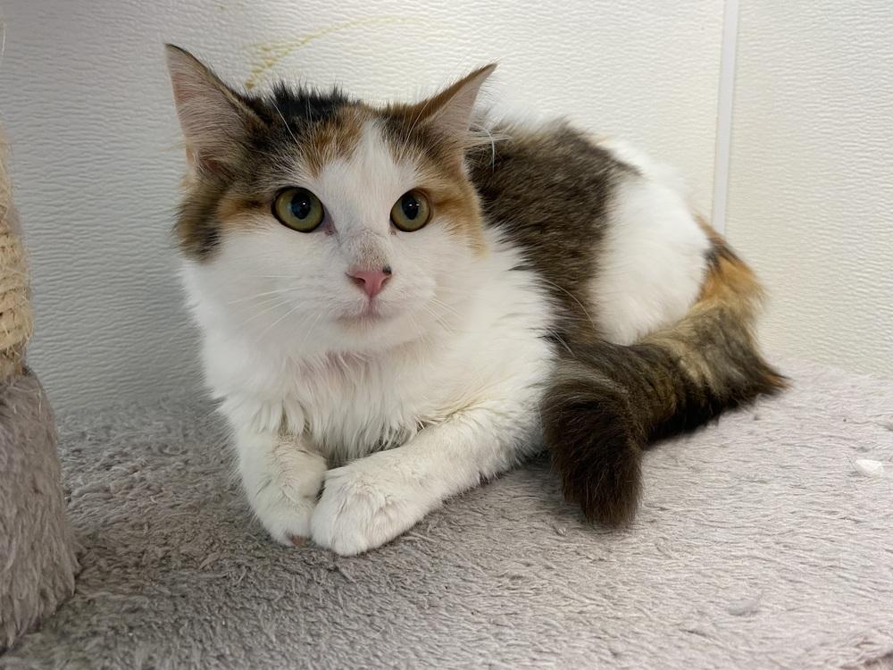 Tillian, Adopted, Adult Female Domestic Long Hair.