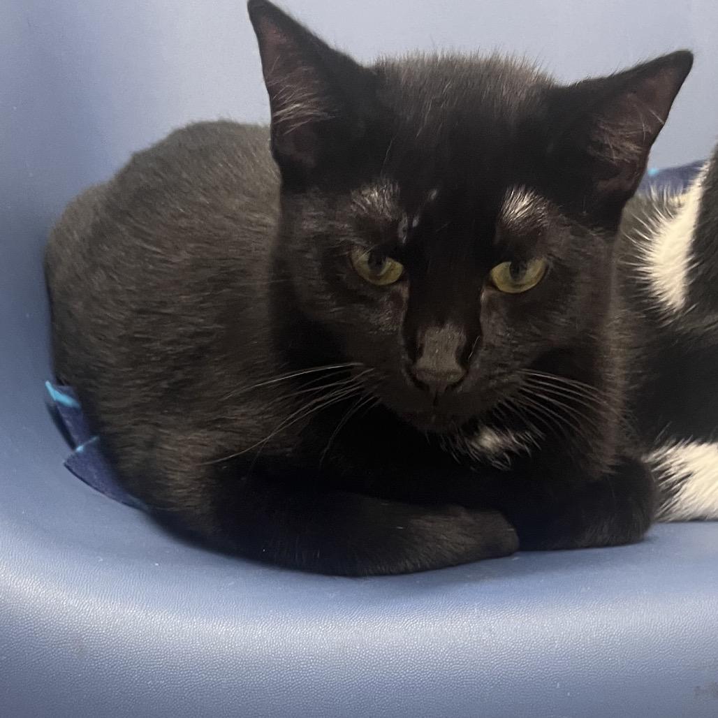 Wall-e (C000-227)- City Of Industry Location, Adoptable, Adult Female Domestic Short Hair.