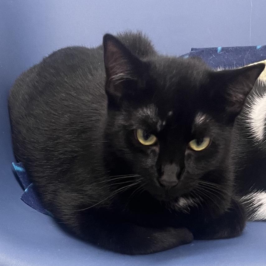 Enlarge Wall-e (C000-227)- City Of Industry Location, a Adoptable Domestic Short Hair in Chino Hills, CA image 2/4
