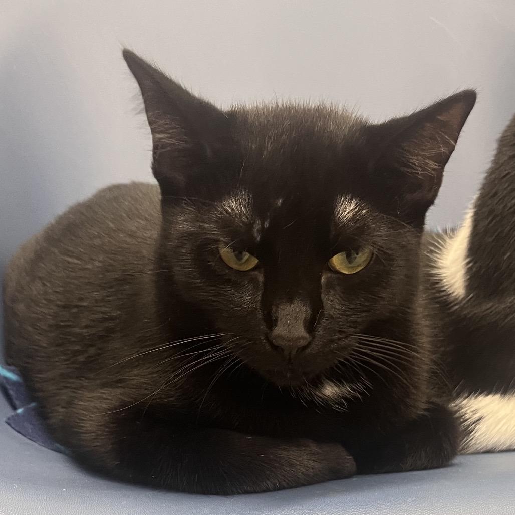 Enlarge Wall-e (C000-227)- City Of Industry Location, a Adoptable Domestic Short Hair in Chino Hills, CA image 3/4