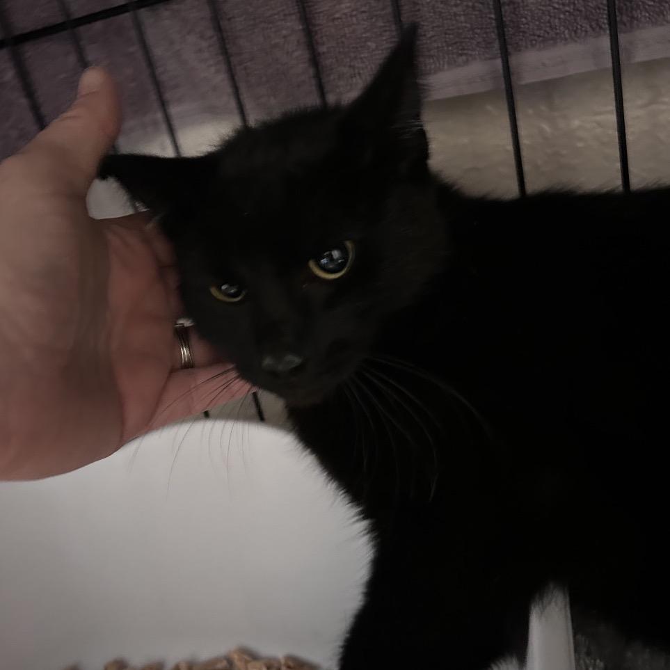 Enlarge Wall-e (C000-227)- City Of Industry Location, a Adoptable Domestic Short Hair in Chino Hills, CA image 1/1