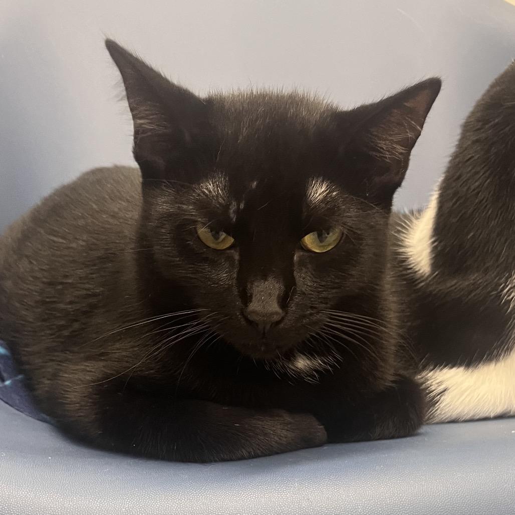 Enlarge Wall-e (C000-227)- City Of Industry Location, a Adoptable Domestic Short Hair in Chino Hills, CA image 4/4