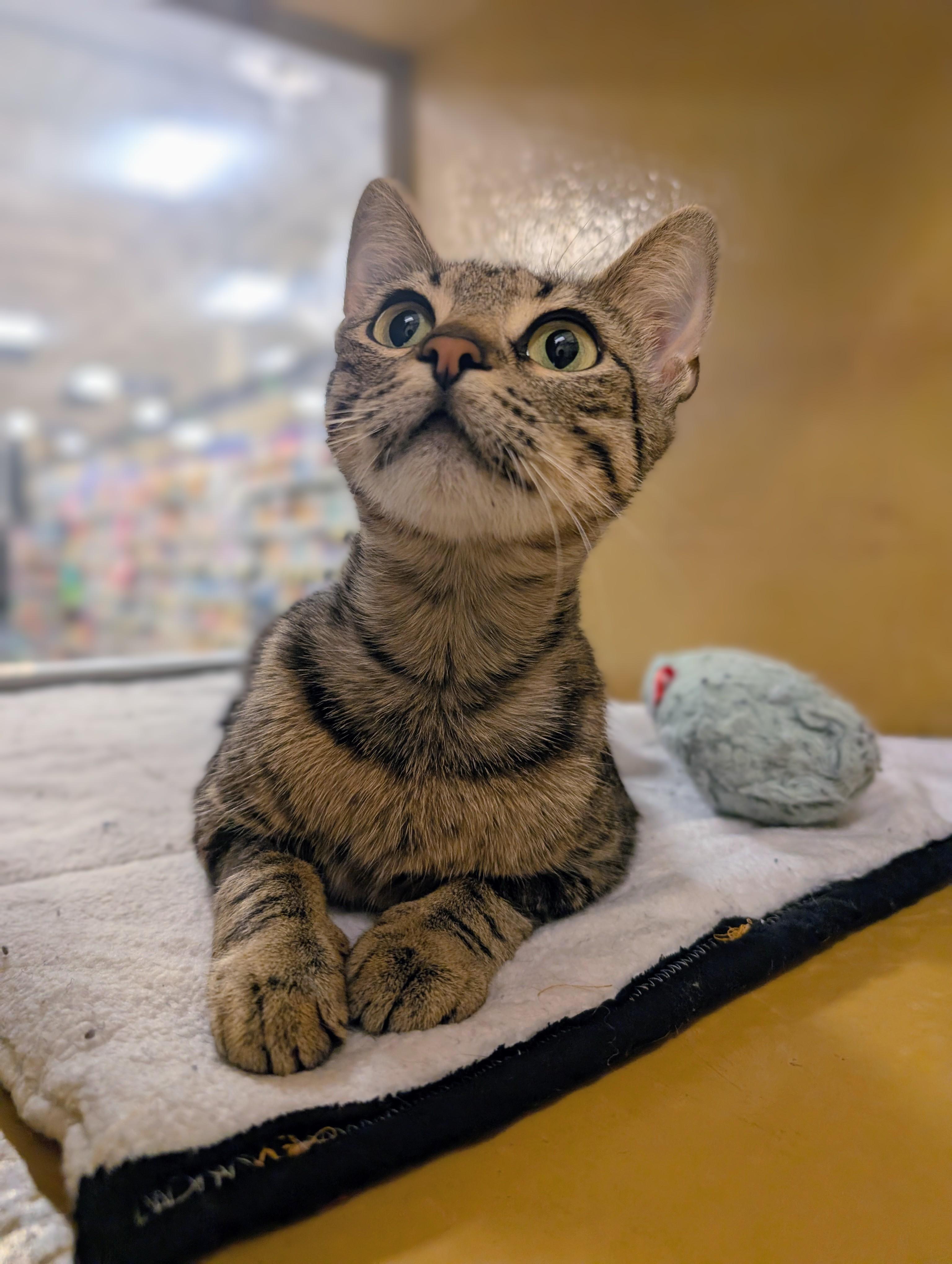 Isabella, Adoptable, Kitten Female Tabby & Domestic Short Hair.