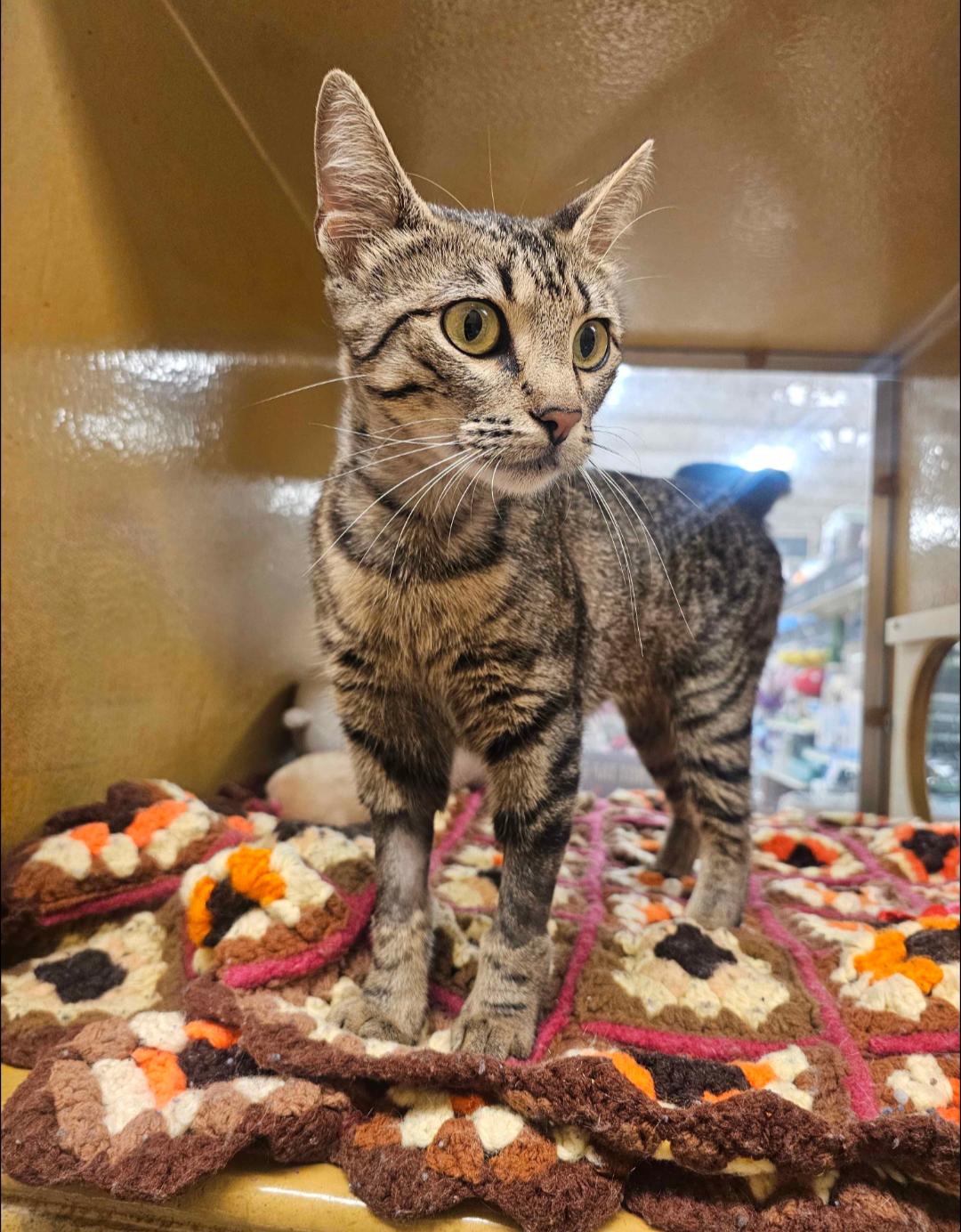 Isabella, a Adoptable mixed breed in Pearland, TX image 6/6