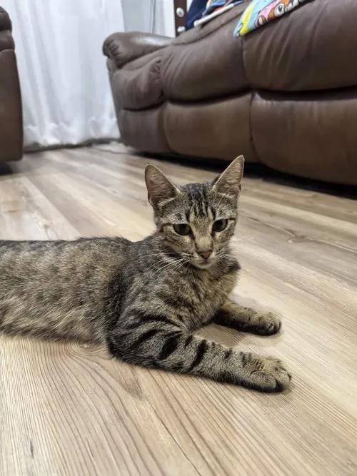 Isabella, a Adoptable mixed breed in Pearland, TX image 3/6