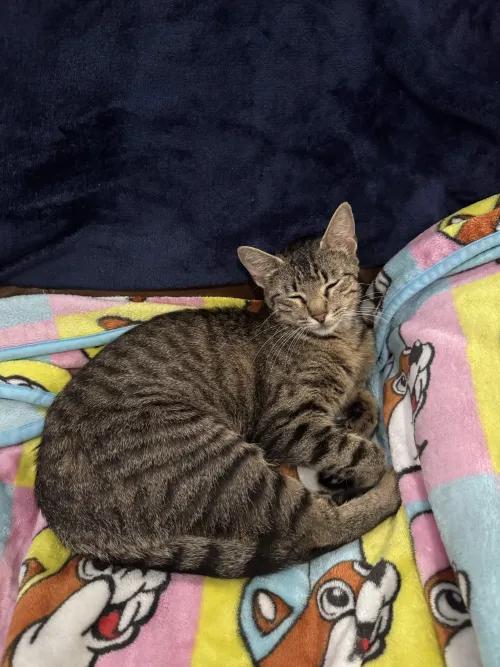 Isabella, a Adoptable mixed breed in Pearland, TX image 4/6