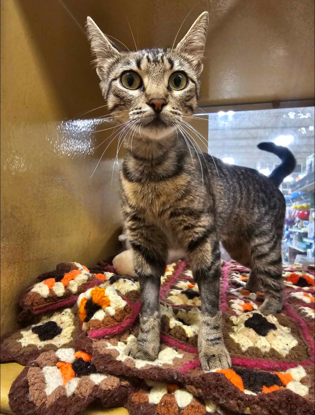 Isabella, a Adoptable mixed breed in Pearland, TX image 2/6