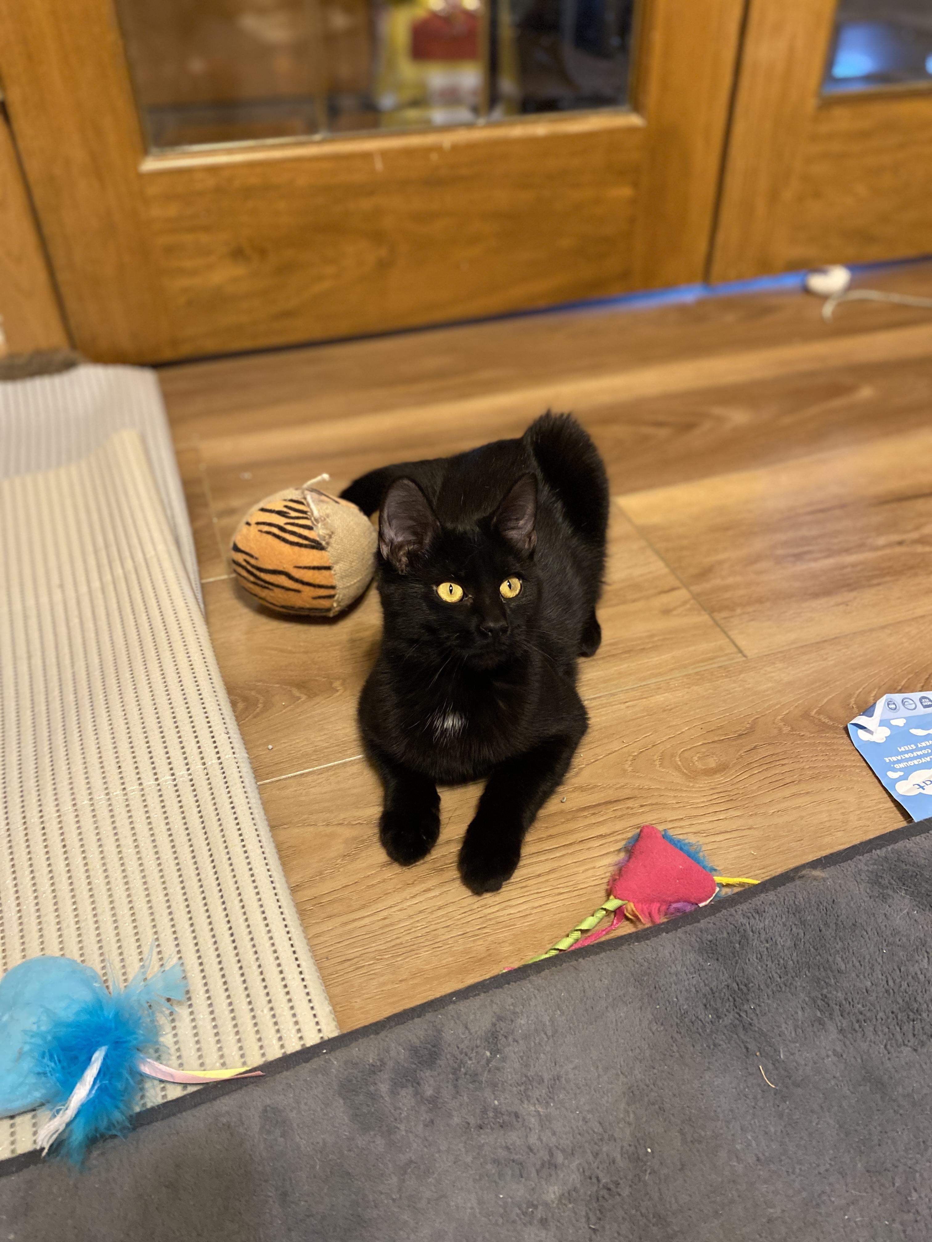 Enlarge Porcini, a Adoptable Domestic Short Hair in Pickerington, OH image 3/6