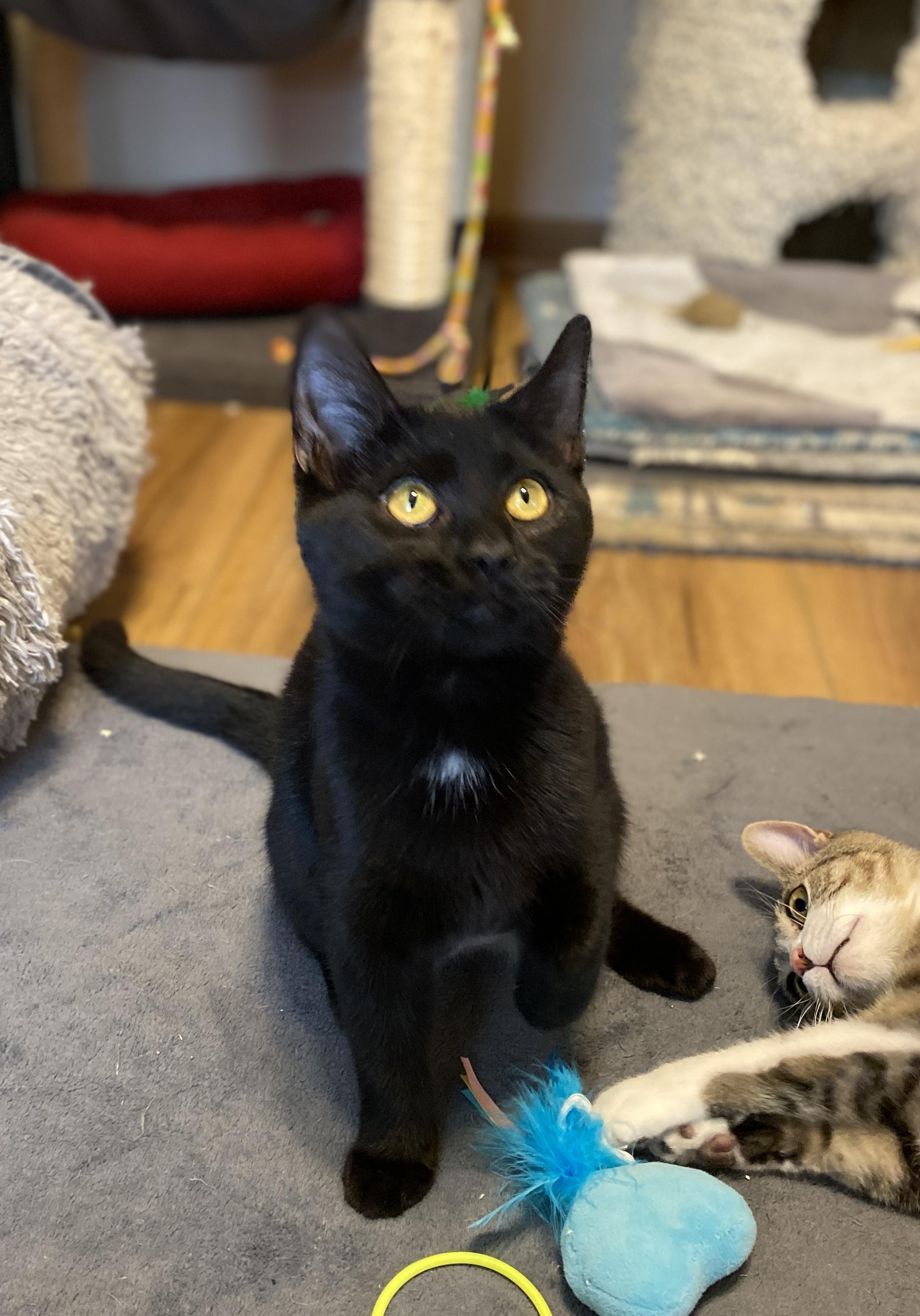 Porcini, Adoptable, Kitten Female Domestic Short Hair.