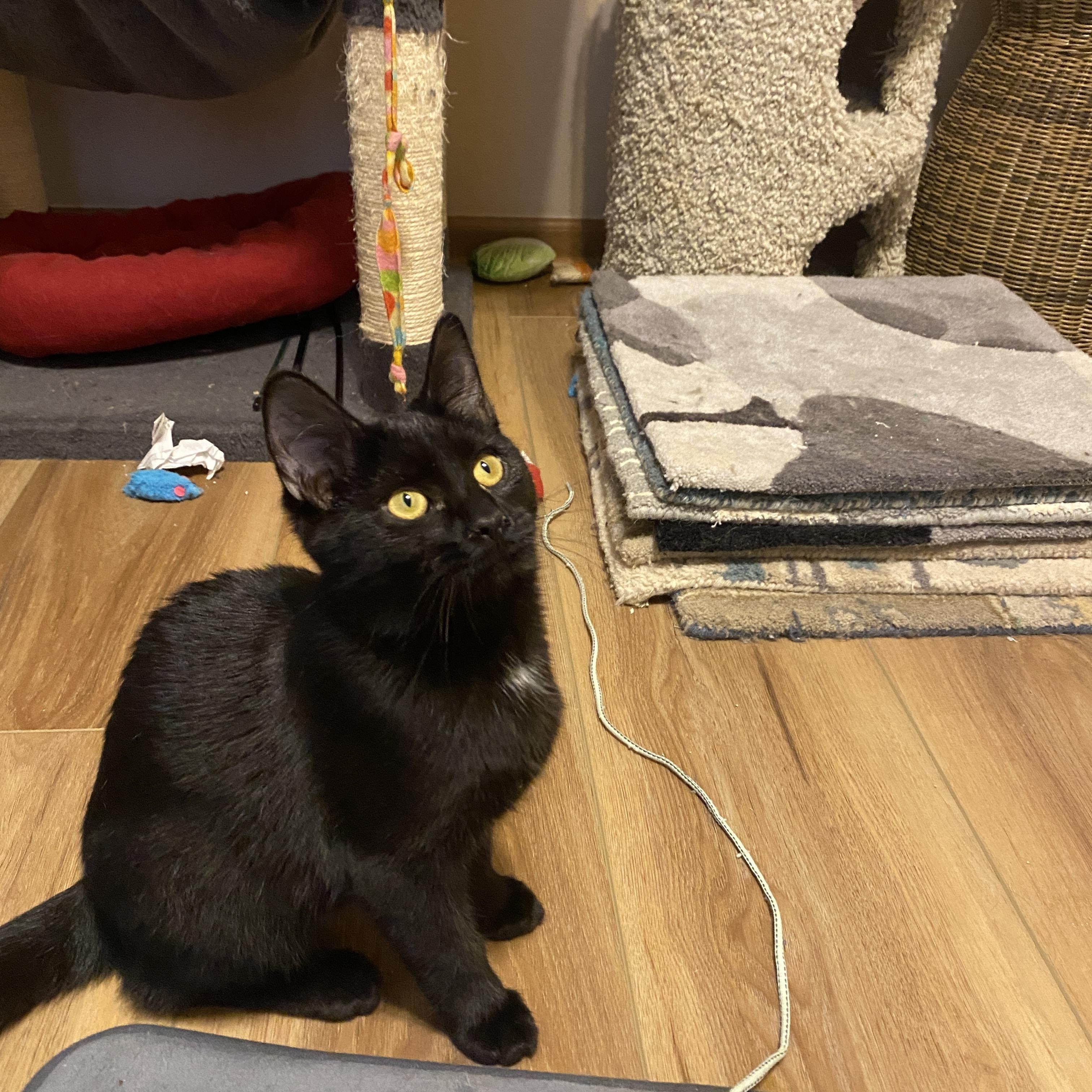 Porcini, Adoptable, Young Female Domestic Short Hair.