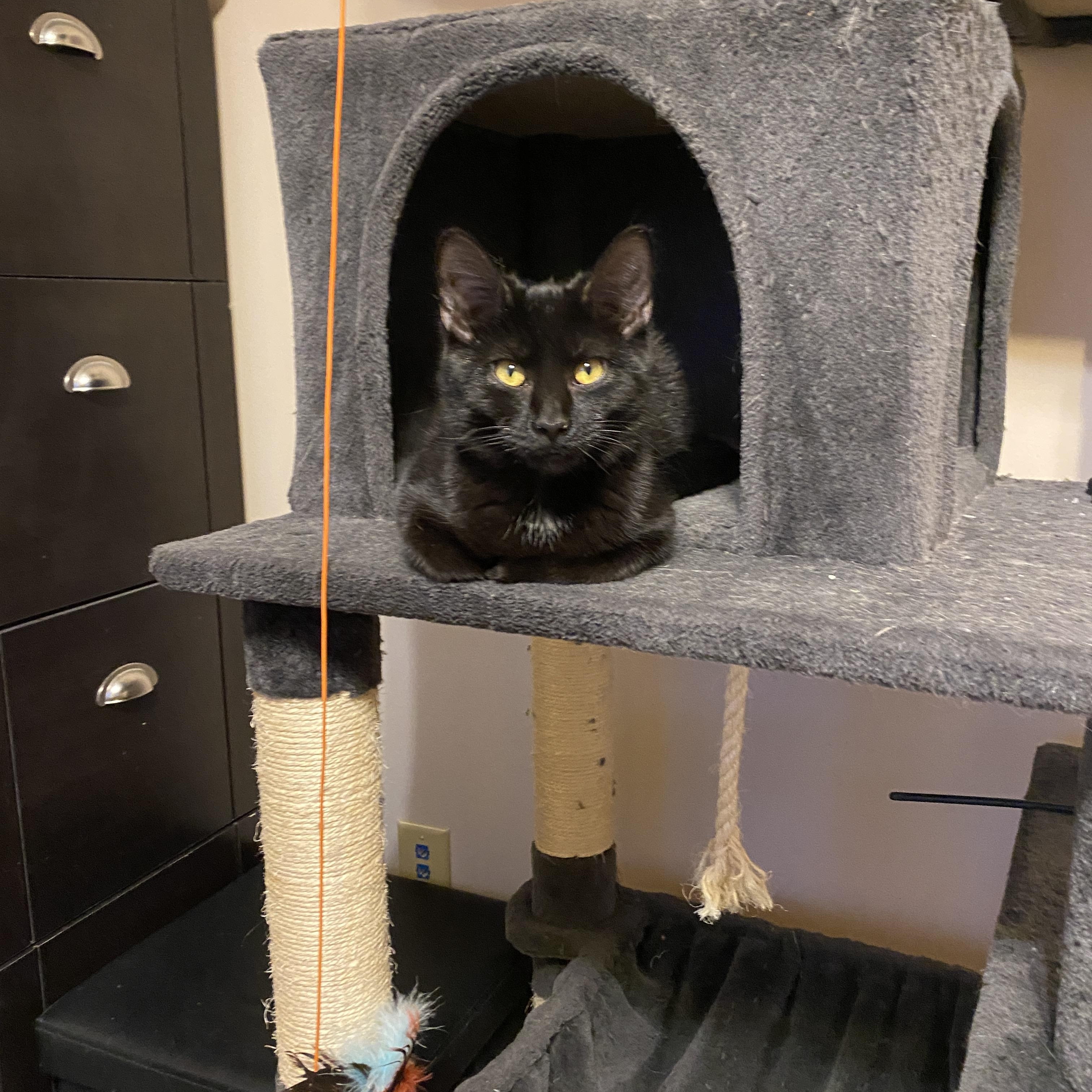 Enlarge Porcini, a Adoptable Domestic Short Hair in Pickerington, OH image 6/6