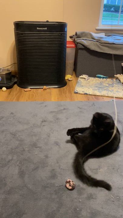 Enlarge Porcini, a Adoptable Domestic Short Hair in Pickerington, OH video 5/6