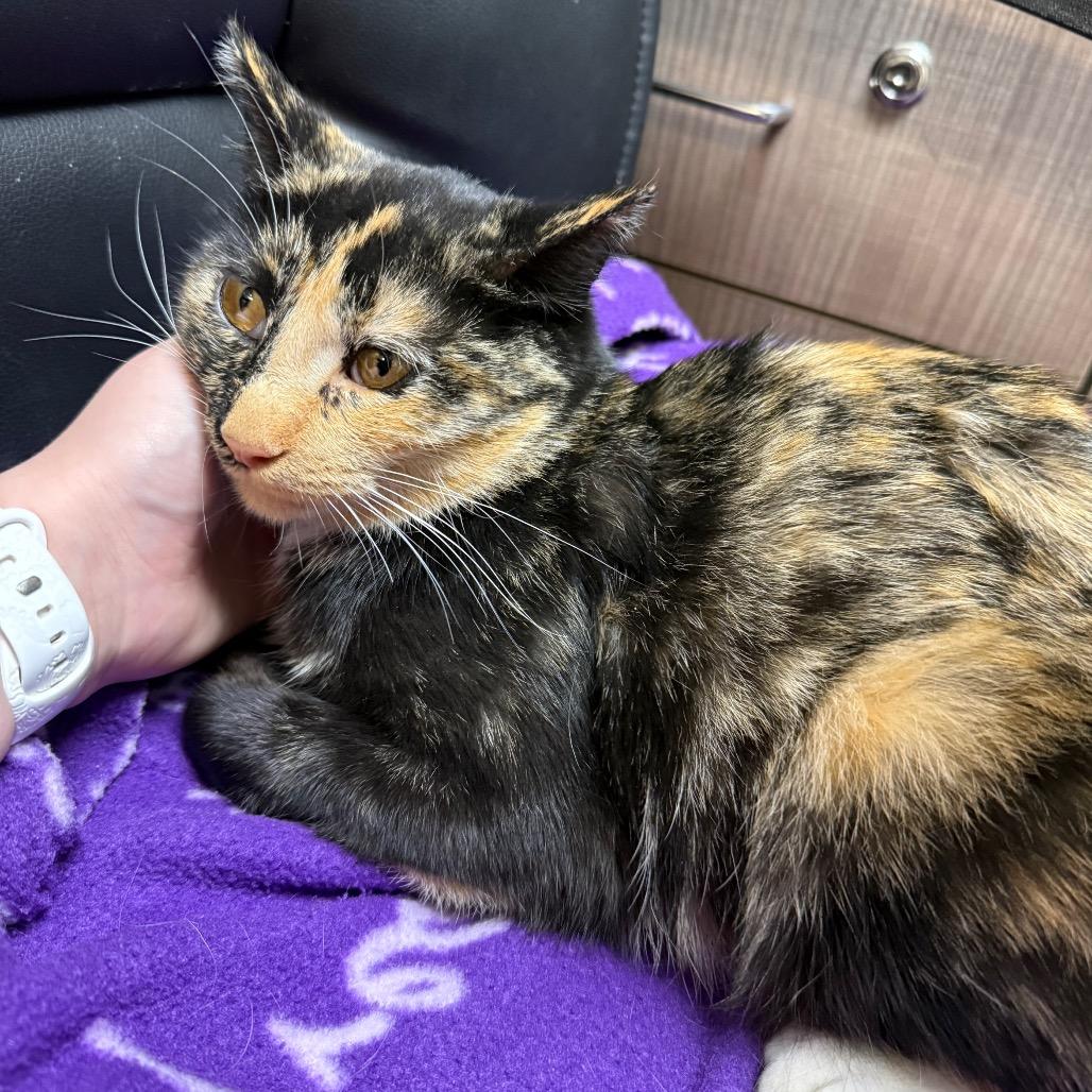 Aggie, Adoptable, Young Female Domestic Short Hair.