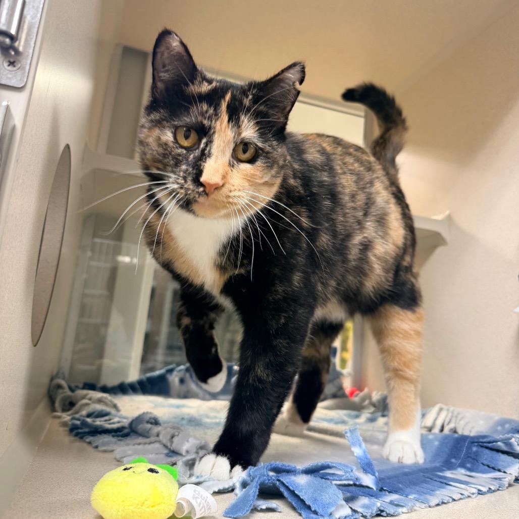 Enlarge Aggie, a Adoptable Domestic Short Hair in Great Falls, MT image 2/4