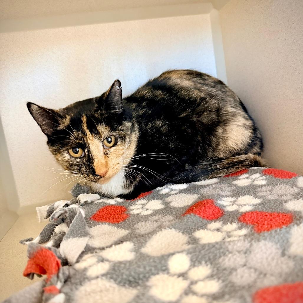 Aggie, a Adoptable Domestic Short Hair in Great Falls, MT image 2/3